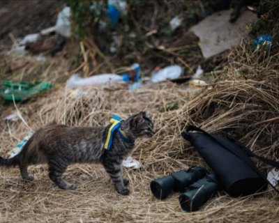 عکس | اعزام گربه‌ها به خط مقدم جبهه‌ها در جنگ اوکراین!