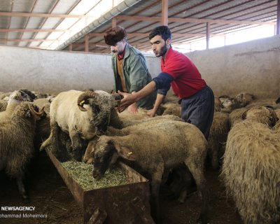 گوسفندان رومانیایی در تهران