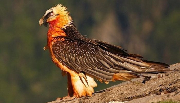 عکس | شکار بی‌نظیر یک عکاس؛ ثبت تصویر پرواز همای سعادت در کنار یک کلاغ در دل آسمان