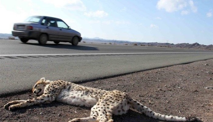 واکنش تلخ علیرضا شهرداری به مرگ یوزپلنگ ماده در جاده+ عکس